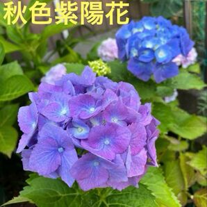 紫陽花 挿し穂 2本 秋色 枝