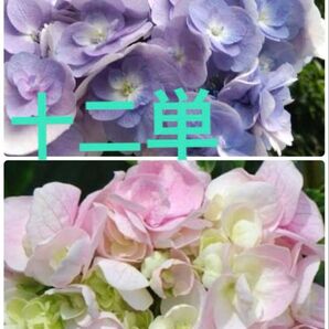 紫陽花 挿し穂 2本 十二単 枝