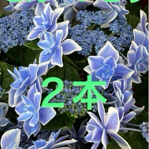 紫陽花 挿し穂 2本 こんぺいとう 枝