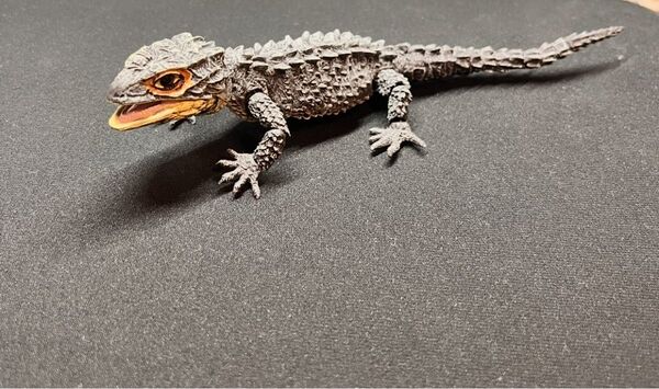 アカメカブトトカゲ(ブラック) いきもの大図鑑アドバンス アカメカブトトカゲとモトイカブトトカゲ バンダイ