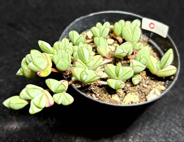 多肉植物★碧魚連★C★ヘキギョレン★抜き苗★人気品種★寄せ植えのお供に!同梱発送も可能です!お気軽にお問い合わせください♪