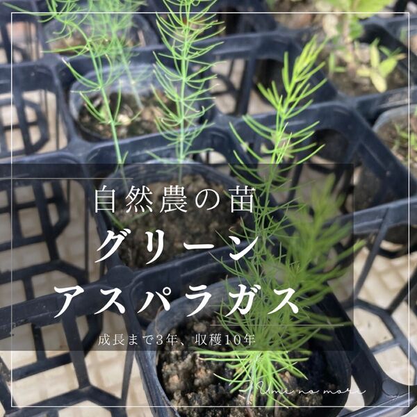 【自然農】グリーンアスパラガスの苗