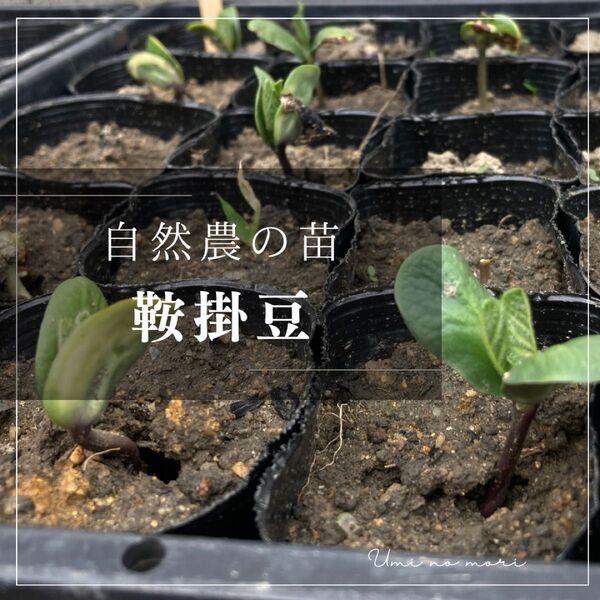 【自然農の苗】鞍掛豆