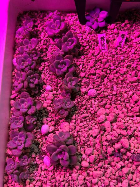多肉植物 抜き苗 まとめ売り