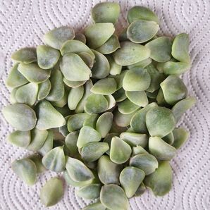100枚 多肉植物ラブリーローズの葉