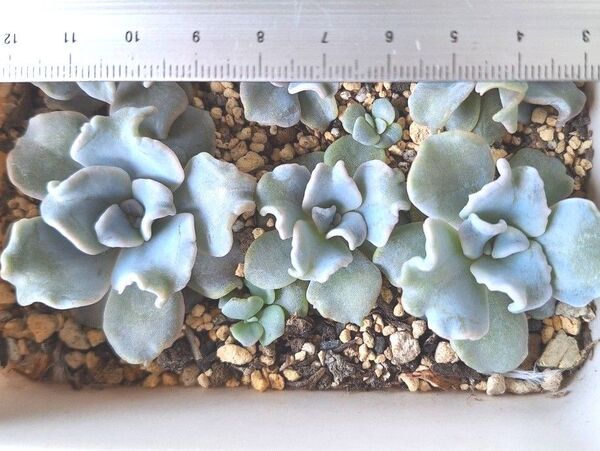 3苗クリスペートビューティー抜き苗 多肉植物