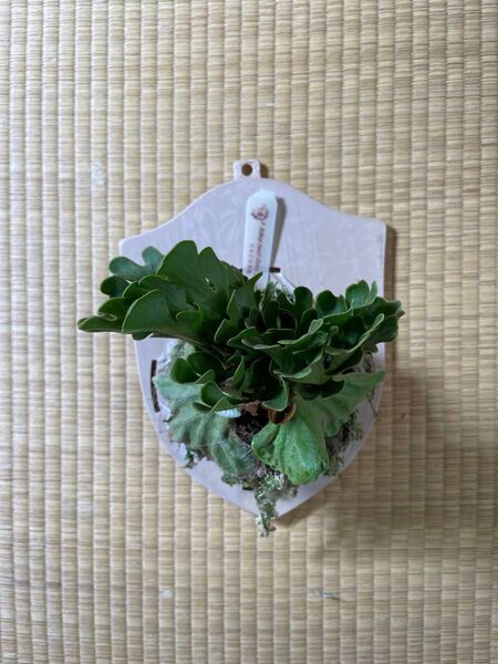 ビカクシダ リドレイ ドワーフ シルバー 観葉植物