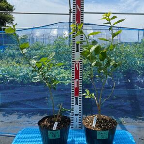 ブルーベリー苗木 2本 3年生