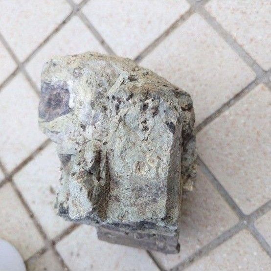 福岡県福岡市玄界灘 木の化石 珪化木 教材 インテリア 天然石 コレクション