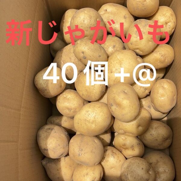 新じゃがいも 無農薬