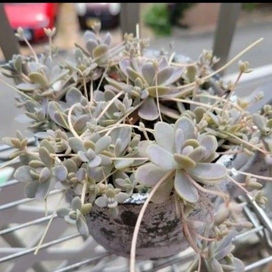 子持ち蓮華 カット苗 20カット