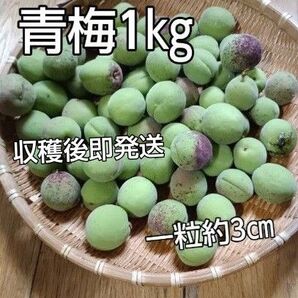 青梅 約1kg+おまけ 無農薬