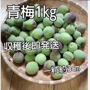 青梅 1kg+おまけ(一粒約3㎝)