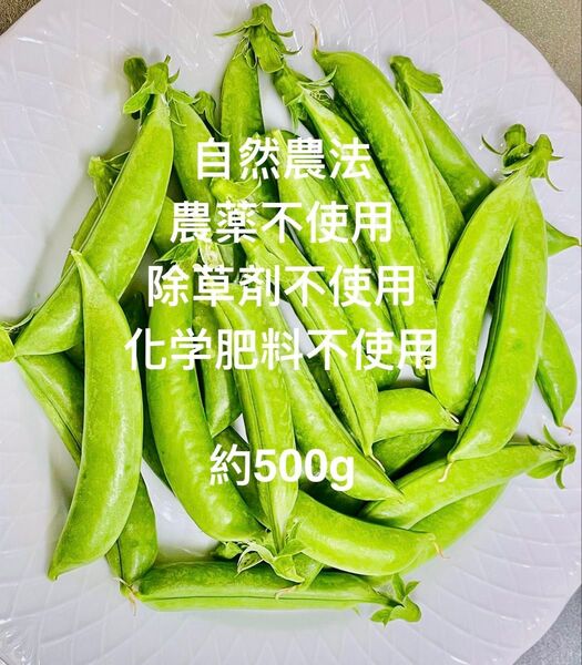 スナップエンド スナックエンド 約800g 農薬不使用 自然栽培 採れたて野菜