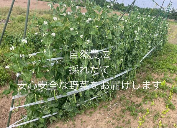 スナップエンド スナックエンド 約500g 農薬不使用 自然栽培 採れたて野菜 自然農法