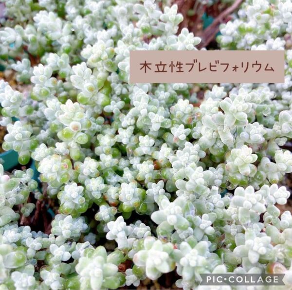 多肉植物 希少レアセダム 木立性ブレビフォリウム カット苗