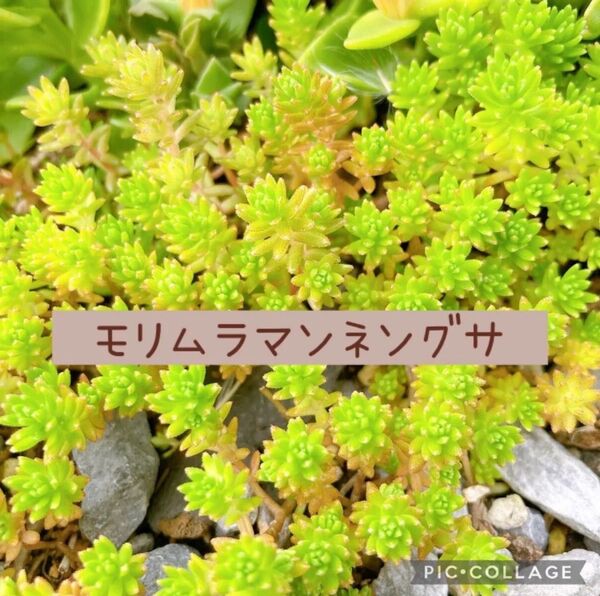 多肉植物 グランドカバーセダム モリムラマンネングサ カット苗
