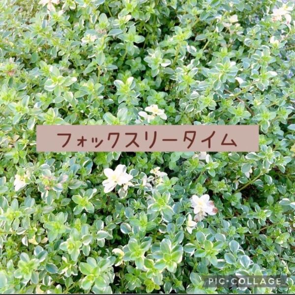 グランドカバー 寄せ植え 斑入りタイム フォックスリータイム カット苗