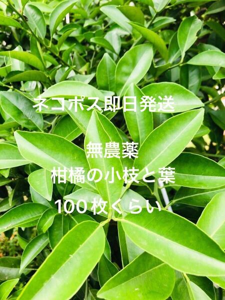アゲハのえさ 無農薬 柑橘系の枝 葉100枚くらい ネコポス即日発送