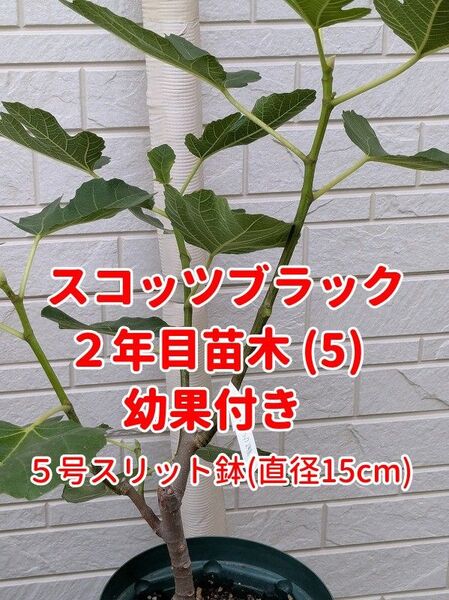 LSU スコッツブラック 2年目 幼果付き(5)