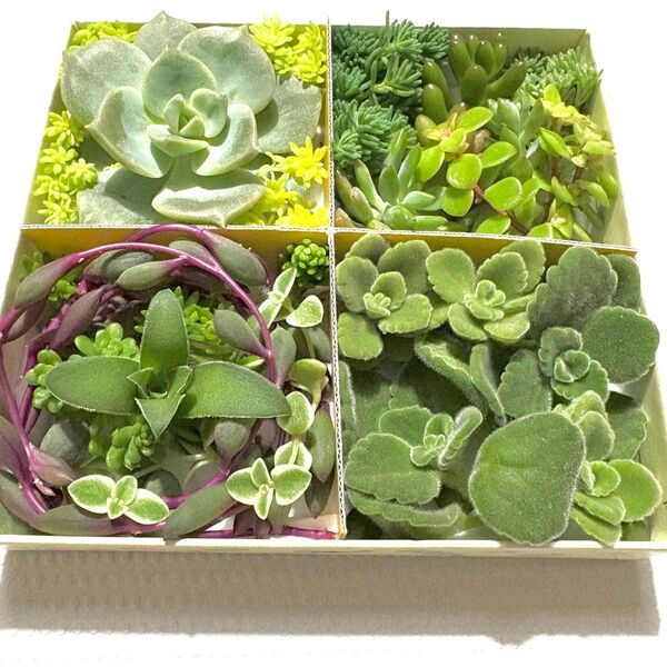 【SALE】多肉植物カット苗詰め合わせ(6/6 一部内容リニューアル・再撮影いたしました)