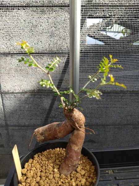 塊根植物 オペルクリカリア パキプス コーデックス 根挿し 多肉植物