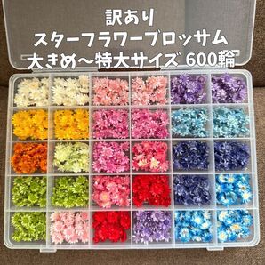 訳あり スターフラワーブロッサム 大きめ〜特大サイズ 600輪