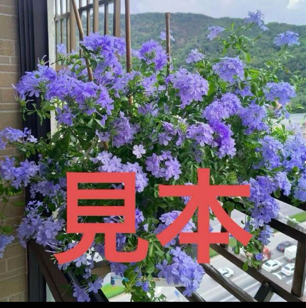 プルンバーゴ るいまつり ブルー