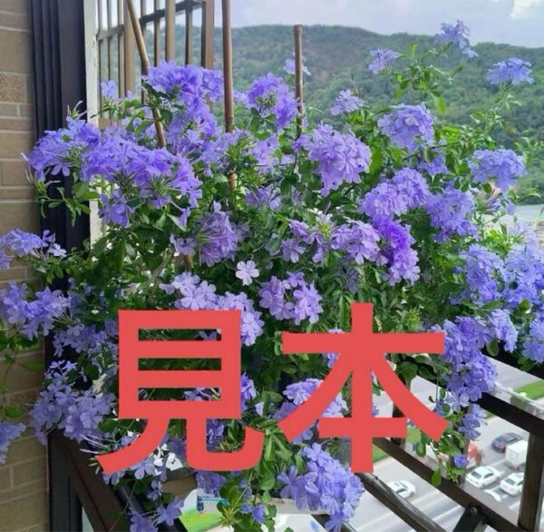 プルンバーゴ るいまつり ブルー 2株セット