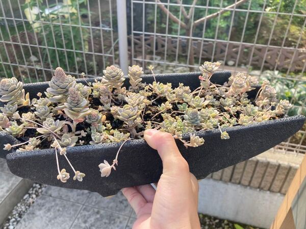 子持ち蓮華 鉢ごと発送