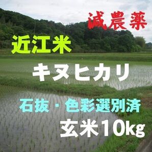 【令和6年産】 滋賀県産キヌヒカリ 玄米10 ㎏ 環境こだわり米 減農薬 農家直送 送料無料