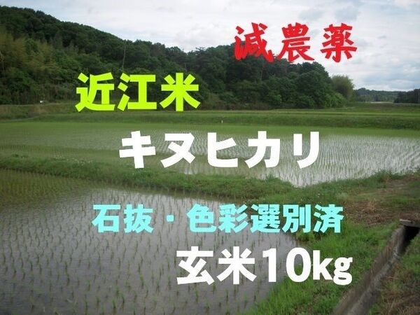 【令和6年産】 滋賀県産キヌヒカリ 玄米10㎏ 環境こだわり米 減農薬 農家直送 送料無料