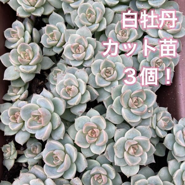 多肉植物☆白牡丹☆カット苗☆3個!