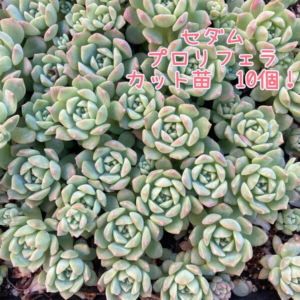多肉植物☆セダム プロリフェラ☆カット苗☆10個!