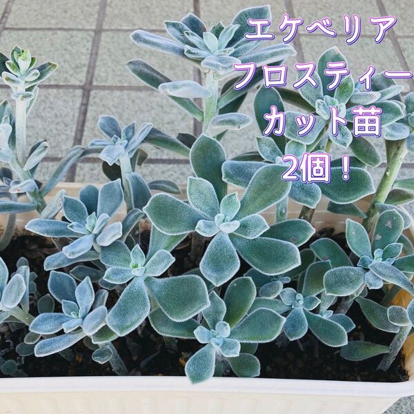 多肉植物☆フロスティー☆カット苗☆2個!
