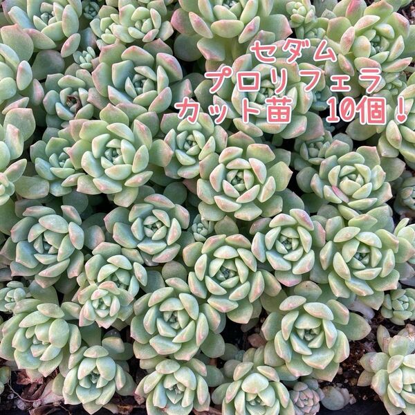 多肉植物☆セダム プロリフェラ☆カット苗☆10個!
