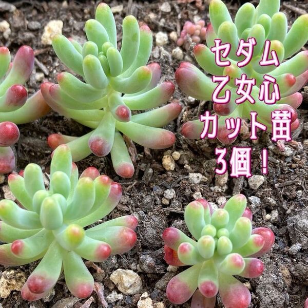 多肉植物☆乙女心☆カット苗☆3個!