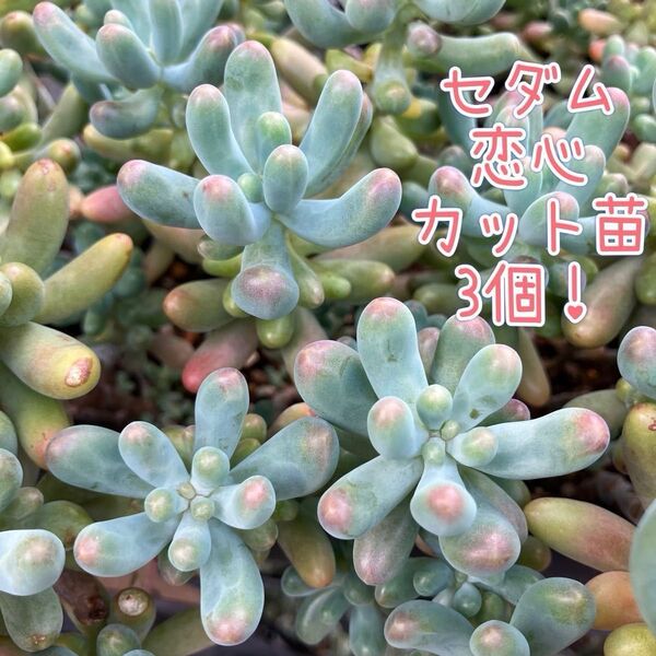 多肉植物☆恋心☆カット苗☆3個!
