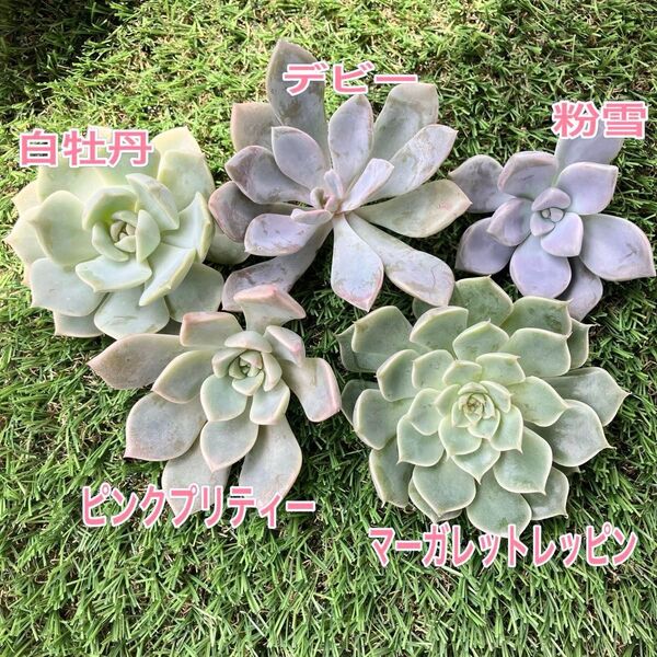 多肉植物☆グラプトベリア☆寄せ植えセット☆カット苗☆5種類!