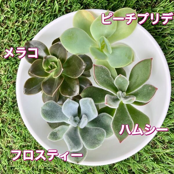 多肉植物☆エケベリア☆寄せ植えセット☆カット苗☆4種類!