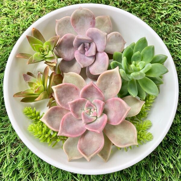 多肉植物☆寄せ植えセットA☆カット苗☆5種類!