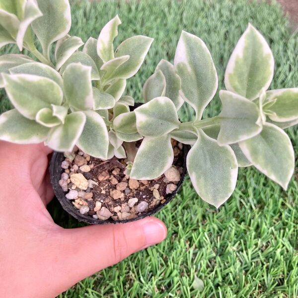 多肉植物☆斑入りベビーサンローズ☆抜き苗