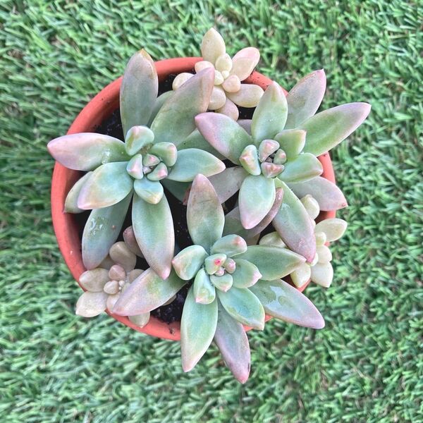 多肉植物☆秋麗と姫秋麗☆カット苗☆各3個!