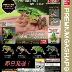 バンダイ いきもの大図鑑 トノサマガエル 4種フルコンプセット 新品未開封