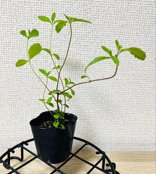 【無農薬・有機栽培】ハーブ ステビア 苗 2