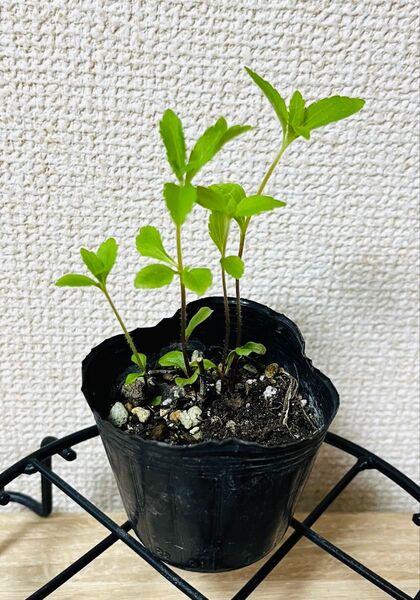 【無農薬・有機栽培】ハーブ ステビア 苗 4