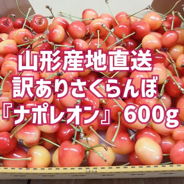 まもなくシーズン終了感謝セール!訳ありさくらんぼ『ナポレオン』600g 山形産地直送 除草剤不使用