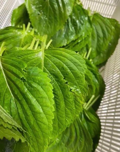 えごまの葉 訳あり混じりです 300g エゴマの葉
