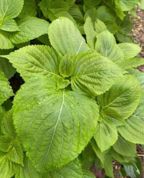 無農薬栽培 えごまの葉 500枚+50枚増量中