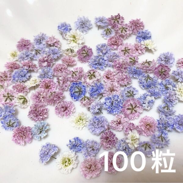 (05)かすみ草ドライフラワー100粒